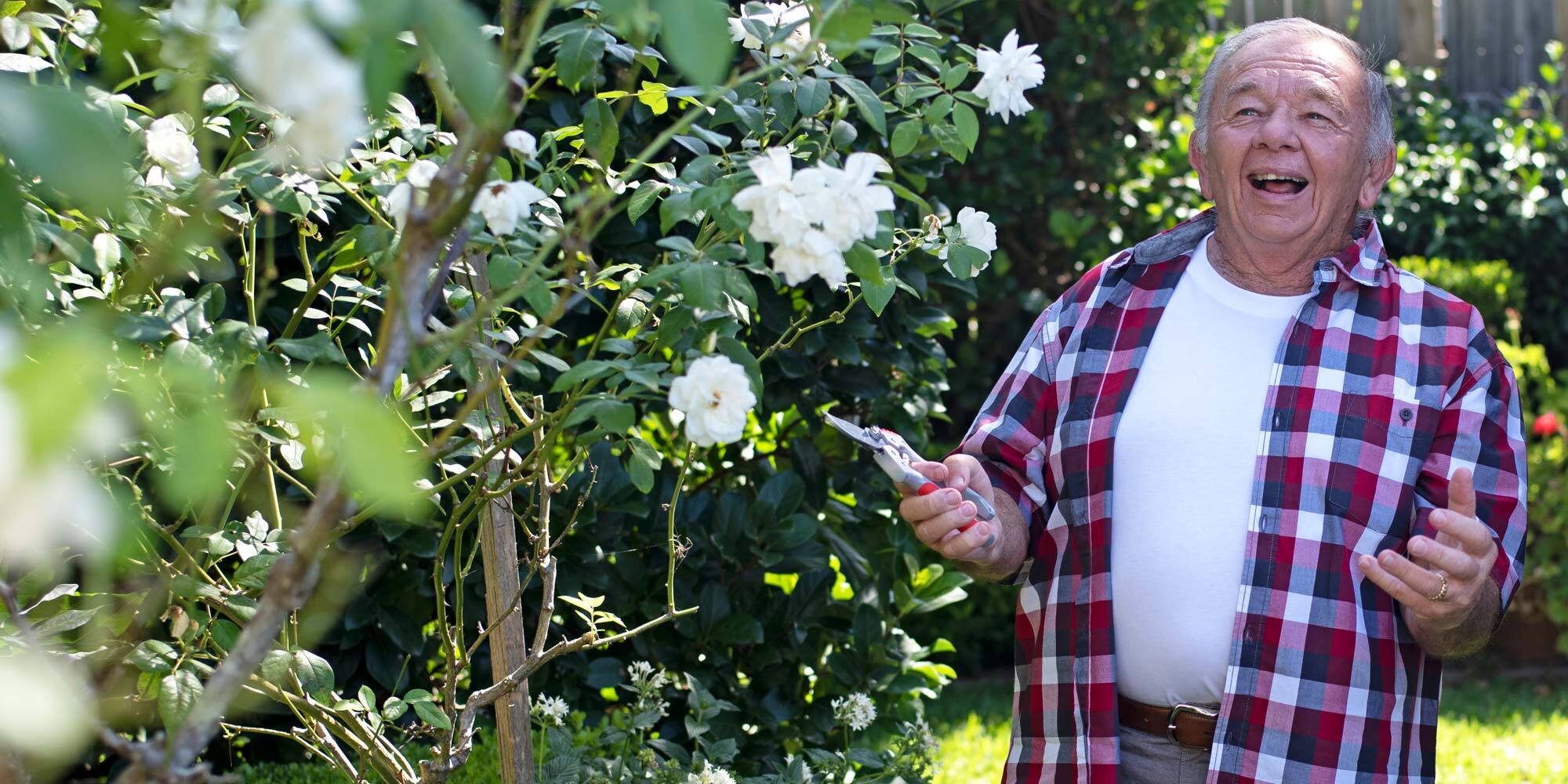 Elderly man smiling happily surrounded by white flowers in the garden holding snippers